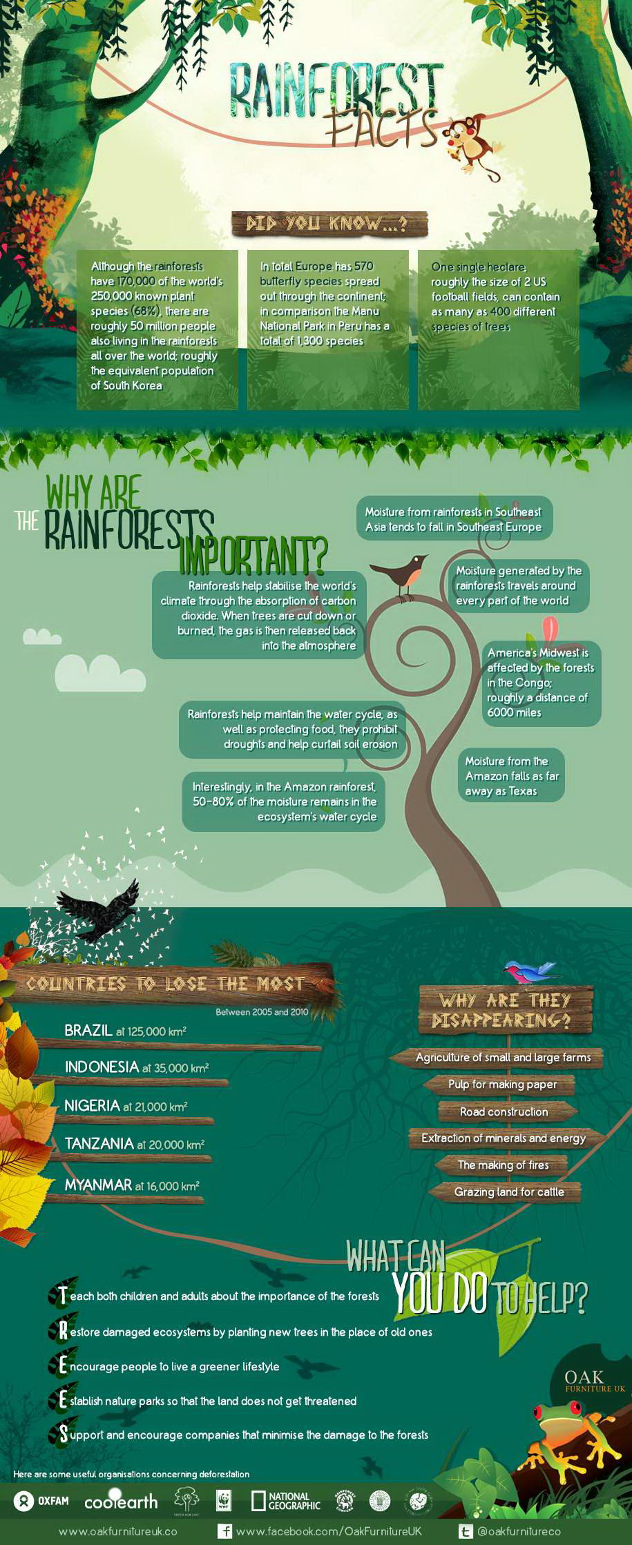 11 Fun Facts about Rainforests - One Tree Planted