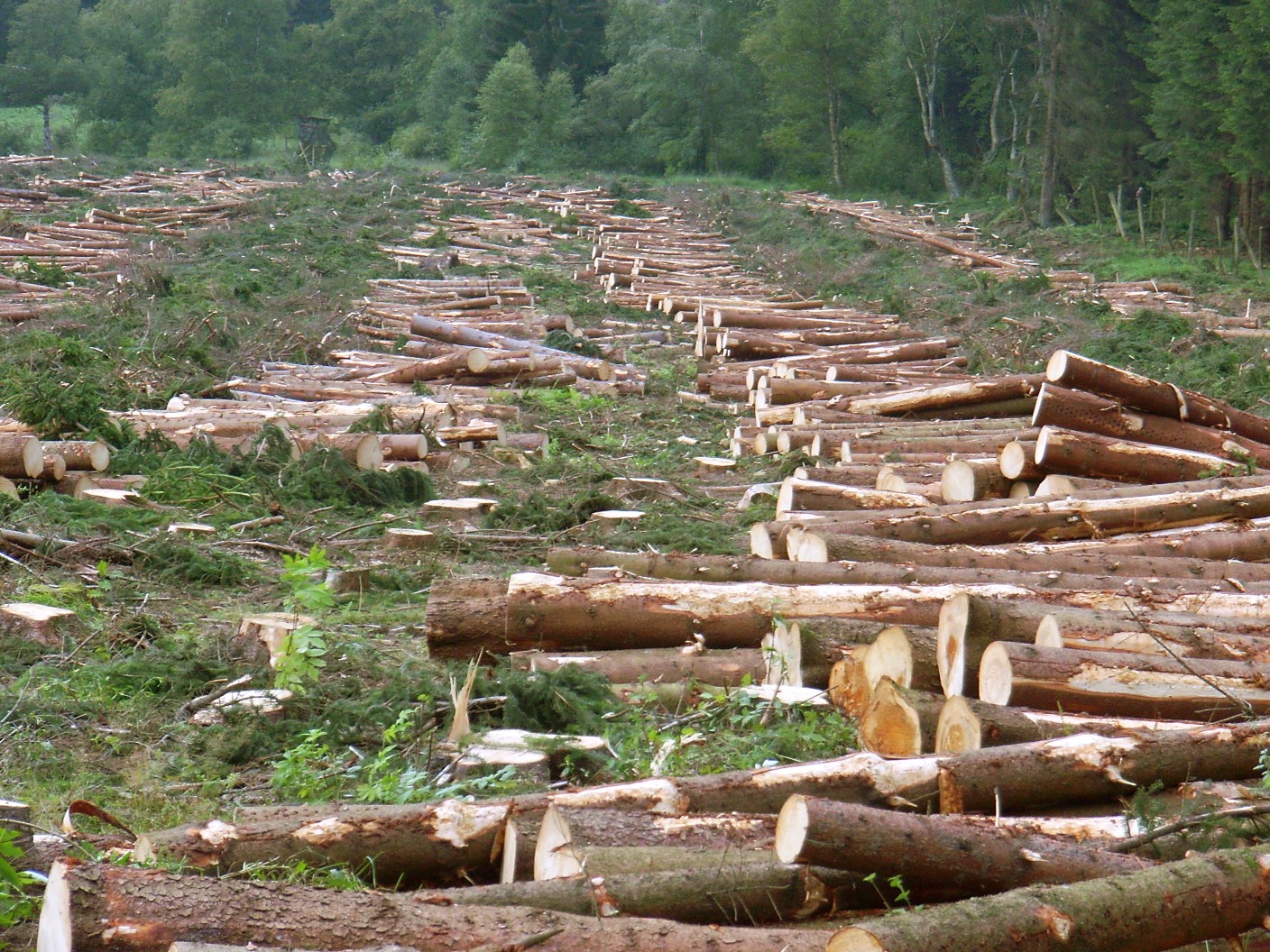 Deforestation Facts For Kids | Facts About Deforestation For Kids