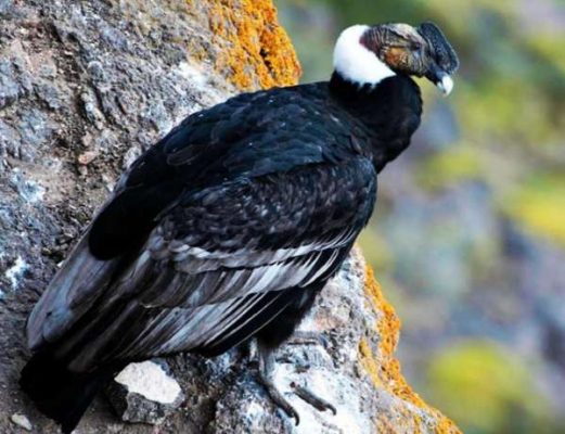 Andean Condor - Colombia facts for kids