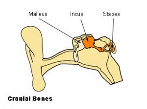 diagram of the ear - skeletal system for kids