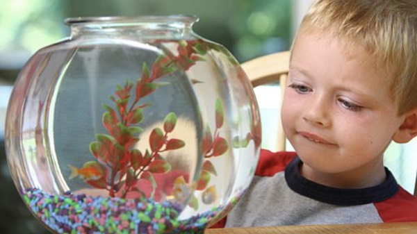 pet fish facts for kids