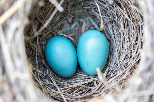 Interesting Bird Facts: What Colors Are Bird Eggs, And What Do They Mean 