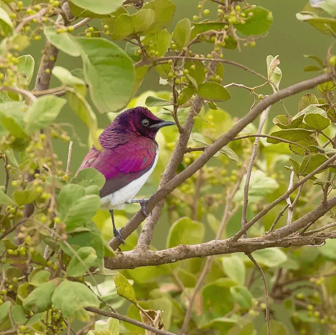 Purple And White Birds purple-and-white-birds