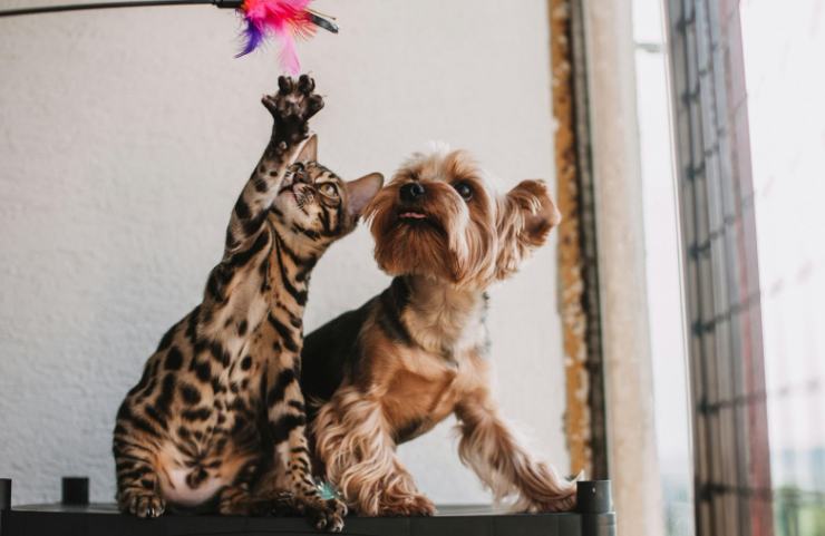 Why Kong Toys Are Popular for Dogs